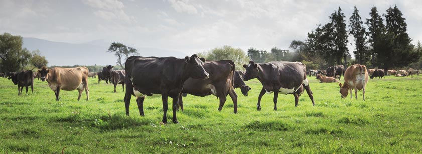 Comment faire face aux coups de chaud chez les vaches laitières ?