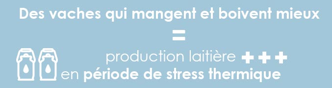 Comment faire face aux coups de chaud chez les vaches laitières ?