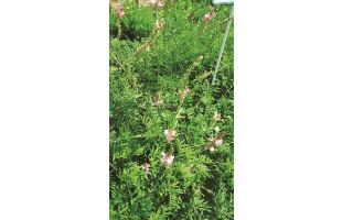 sainfoin 1