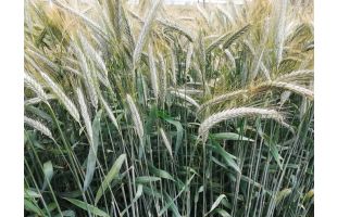 Triticale BIO - dose de 500 000 grains