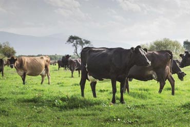 Comment faire face aux coups de chaud chez les vaches laitières ?